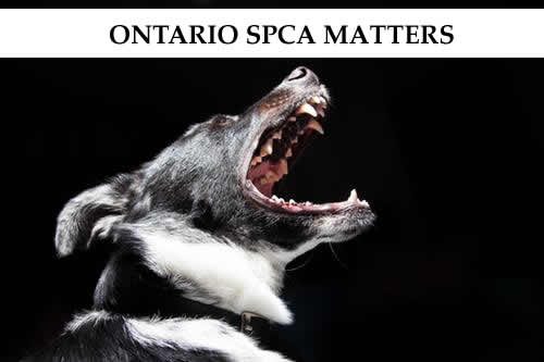 Ontario Society for Prevention of Cruelty to Animals